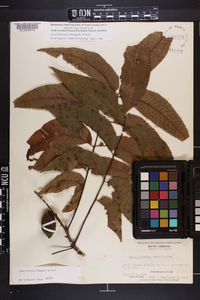 Carya illinoinensis image