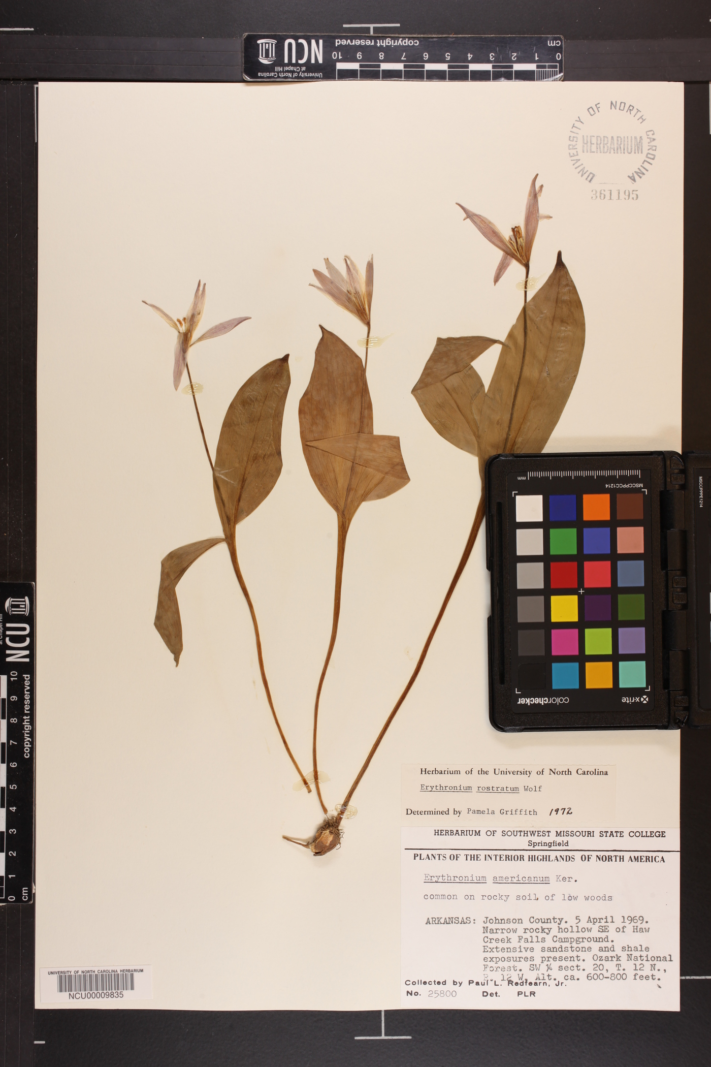 Erythronium rostratum image