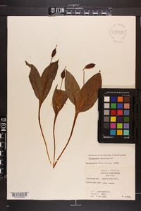 Erythronium rostratum image