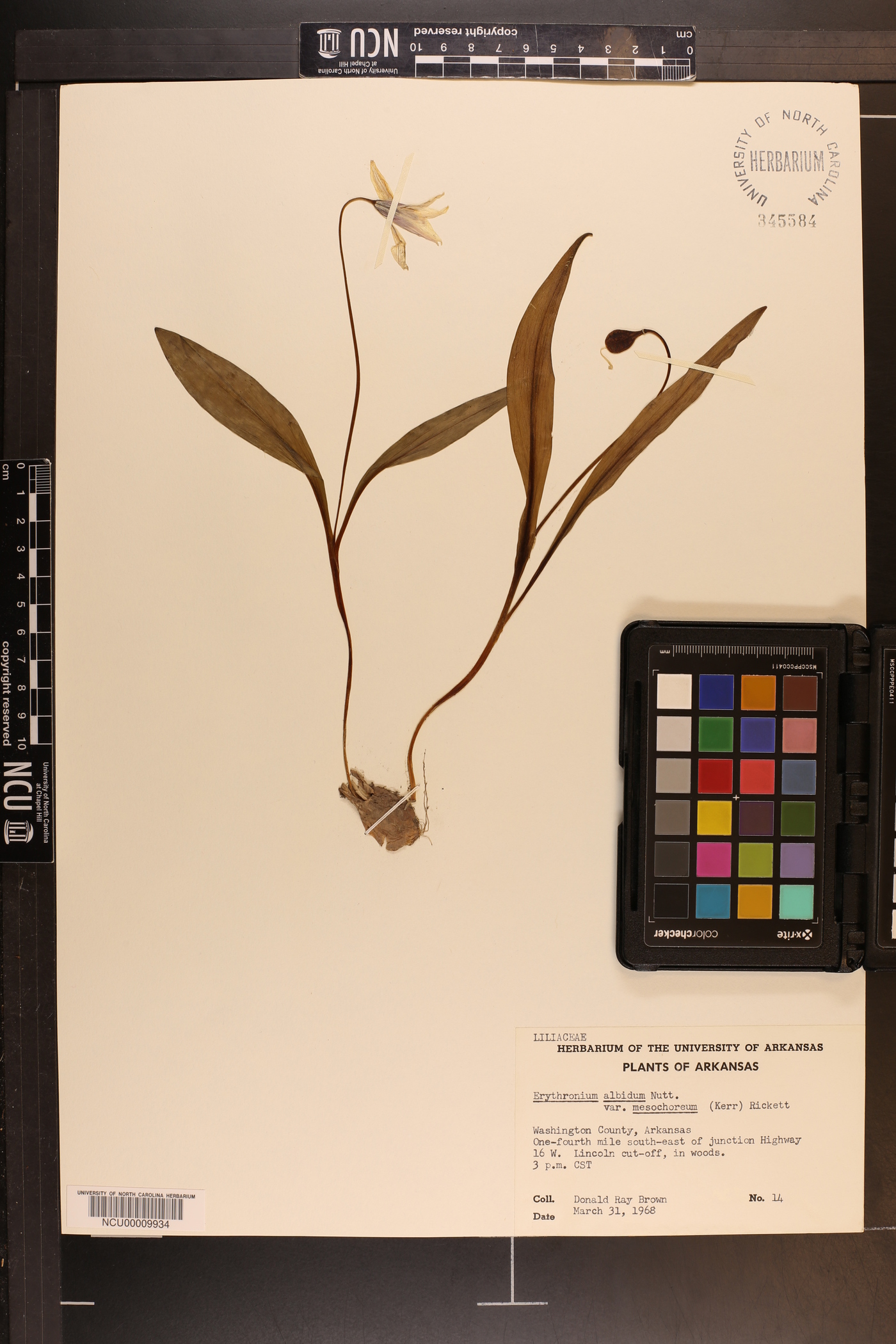 Erythronium albidum var. mesochoreum image