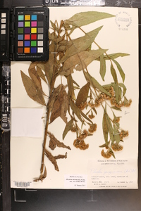 Pluchea odorata image