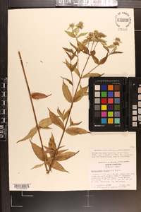 Pycnanthemum incanum image