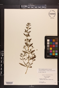 Trichostema coeruleum image