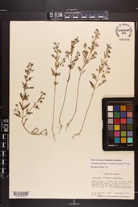 Trichostema coeruleum image