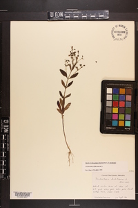 Trichostema dichotomum image