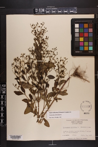 Trichostema dichotomum image