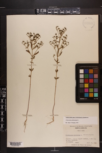 Trichostema dichotomum image