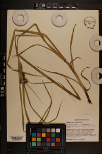 Carex aureolensis image