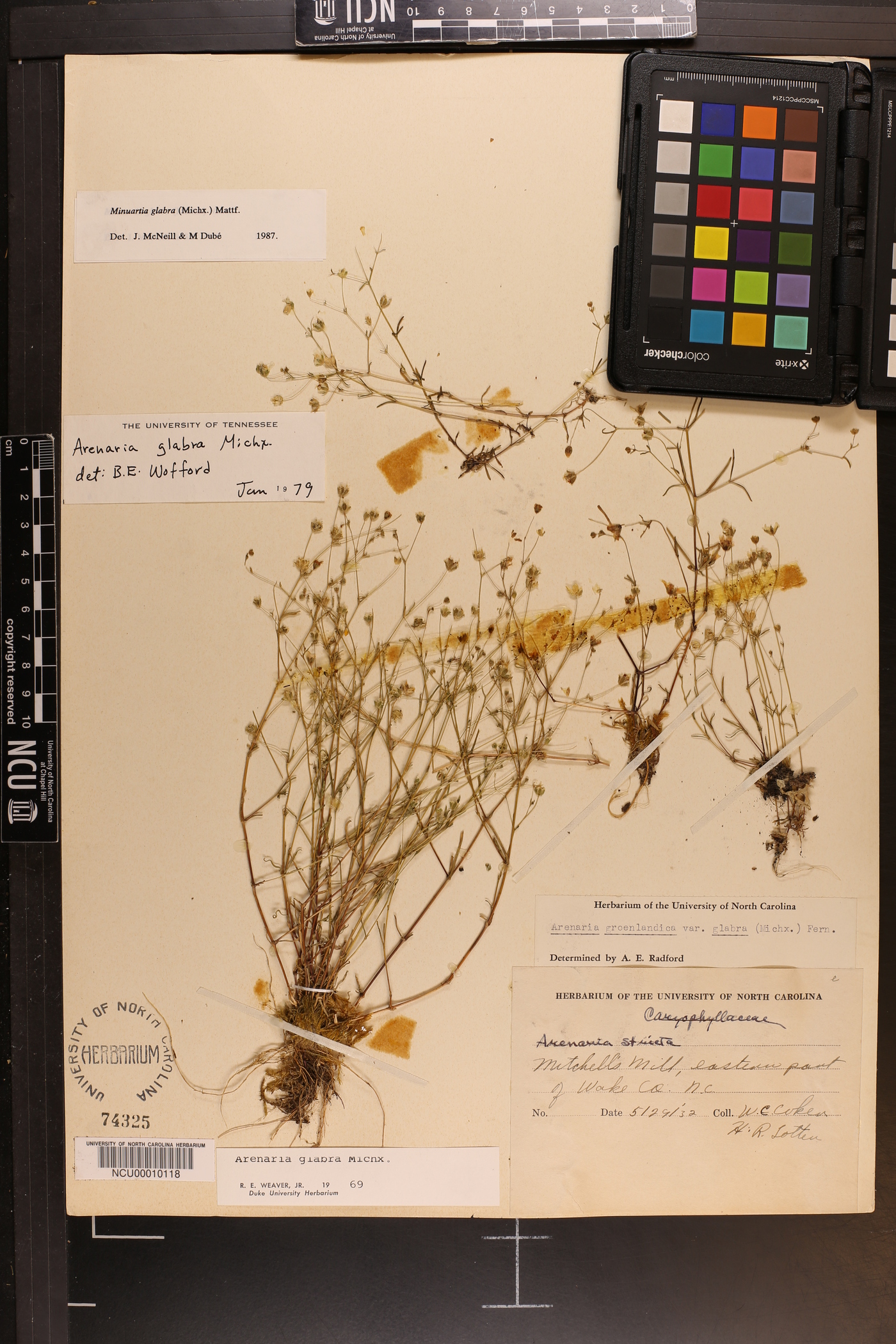 Sabulina glabra image