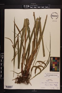 Carex gynandra image