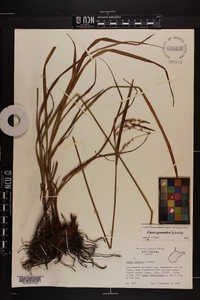 Carex gynandra image