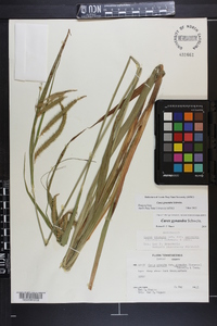 Carex gynandra image