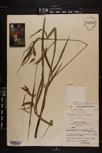 Carex gynandra image