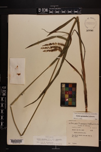 Carex gynandra image