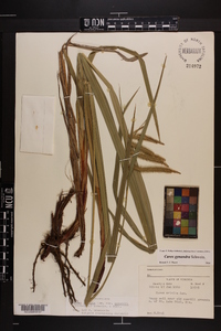 Carex gynandra image