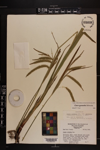 Carex gynandra image