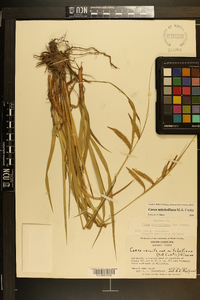 Carex mitchelliana image