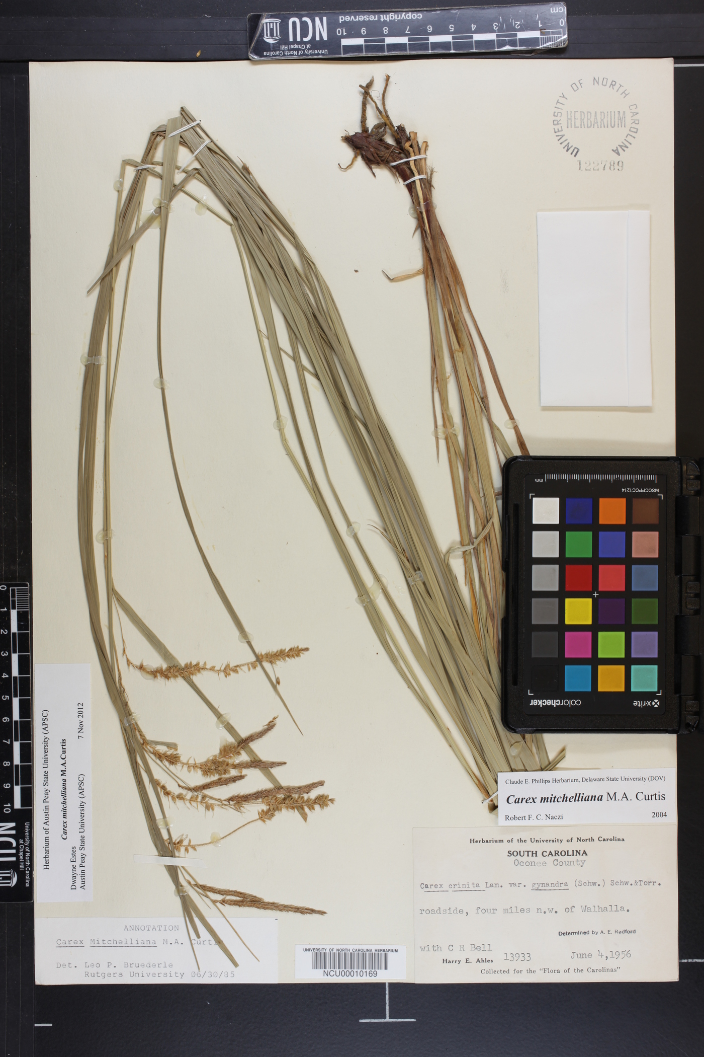 Carex mitchelliana image