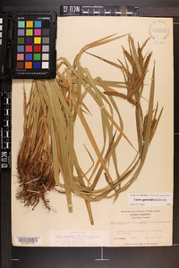 Carex gynandra image