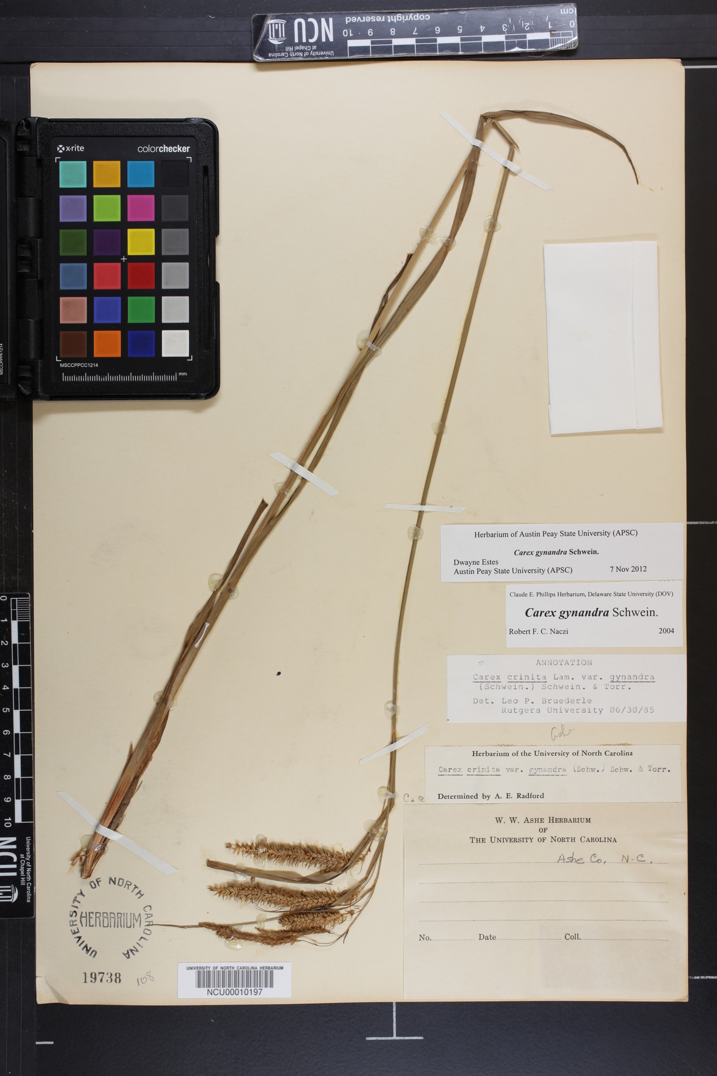 Carex gynandra image