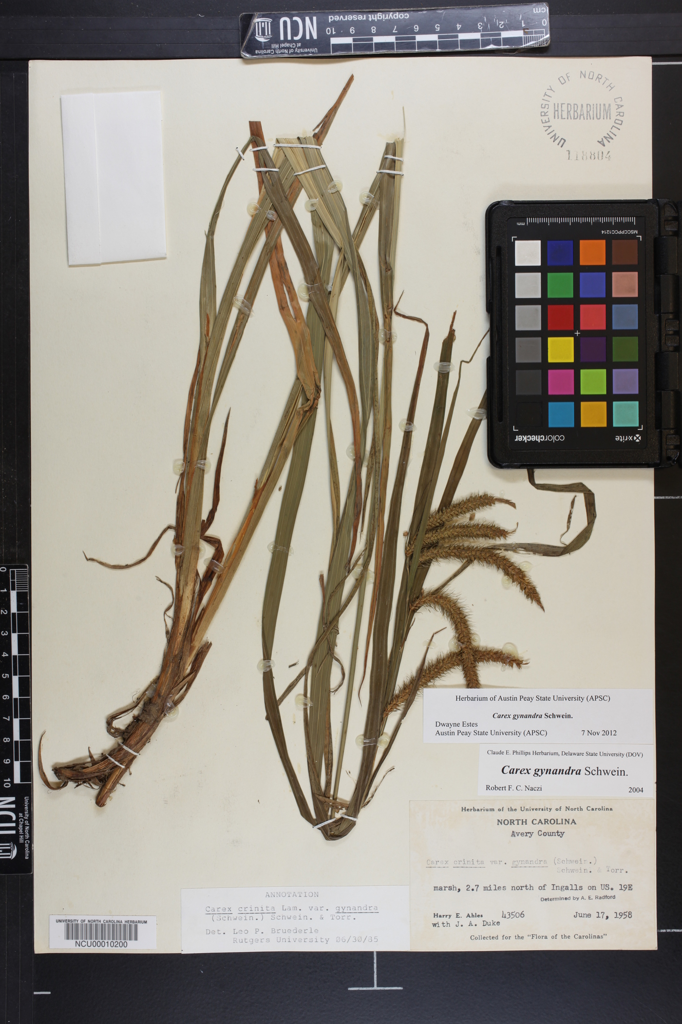 Carex gynandra image