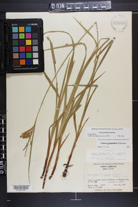 Carex gynandra image