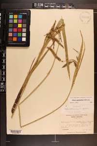 Carex gynandra image