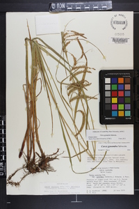 Carex gynandra image