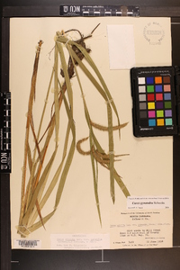 Carex gynandra image