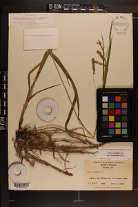 Carex crinita var. brevicrinis image