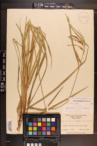 Carex gynandra image