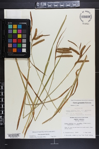 Carex gynandra image