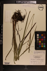 Carex mitchelliana image