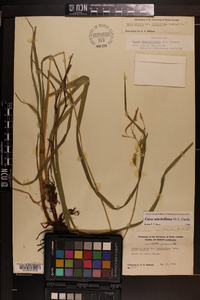 Carex mitchelliana image