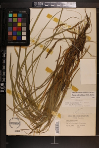 Carex mitchelliana image