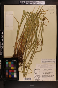 Carex mitchelliana image