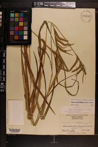 Carex mitchelliana image