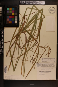 Carex mitchelliana image