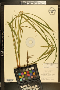 Carex crinita var. brevicrinis image