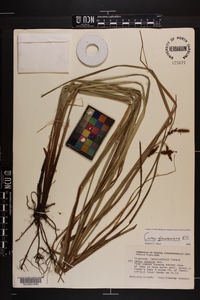Carex glaucescens image