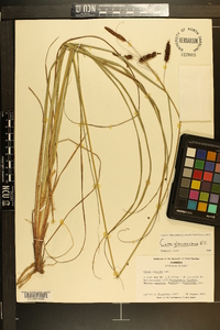 Carex glaucescens image