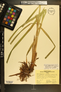 Carex crinita var. brevicrinis image