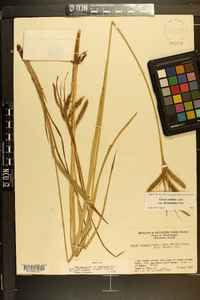 Carex crinita var. brevicrinis image