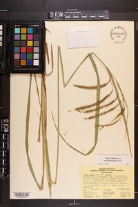 Carex crinita var. brevicrinis image