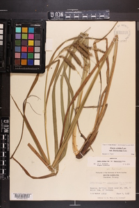 Carex crinita var. brevicrinis image