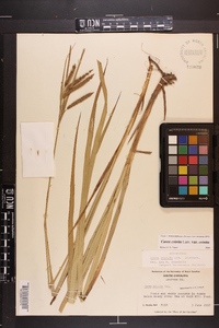 Carex crinita var. crinita image