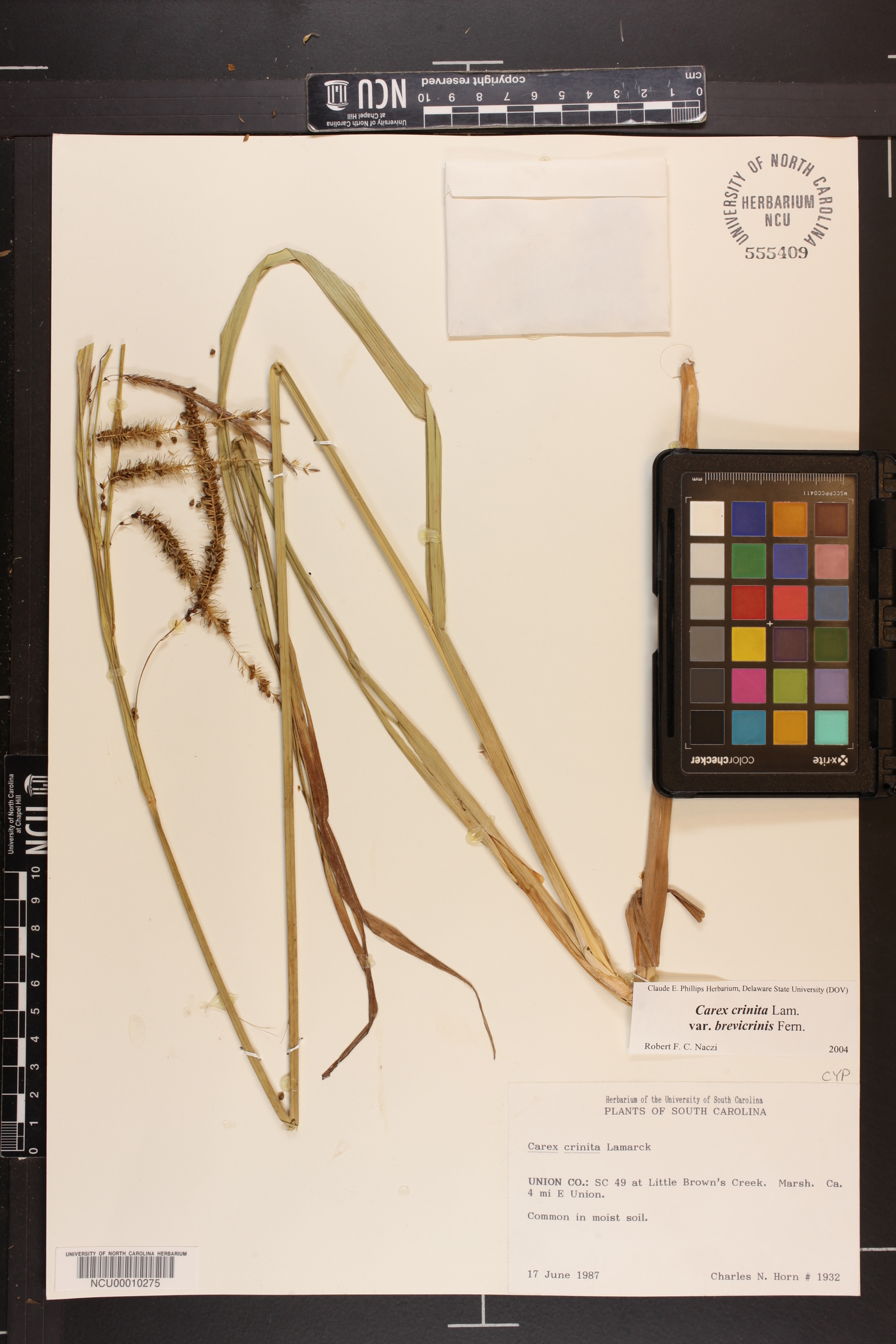 Carex crinita var. brevicrinis image