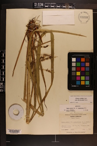 Carex crinita var. brevicrinis image