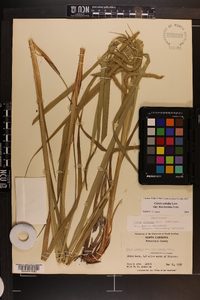 Carex crinita var. brevicrinis image