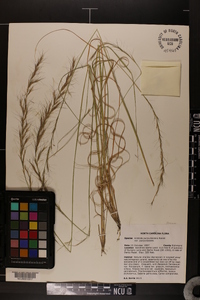 Aristida purpurascens image